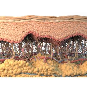 3D model Skin Cross Section